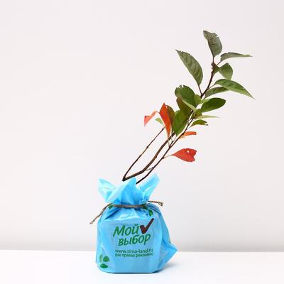 Саженец Сливово-вишневый гибрид Бетта 1 шт. Весна 2026