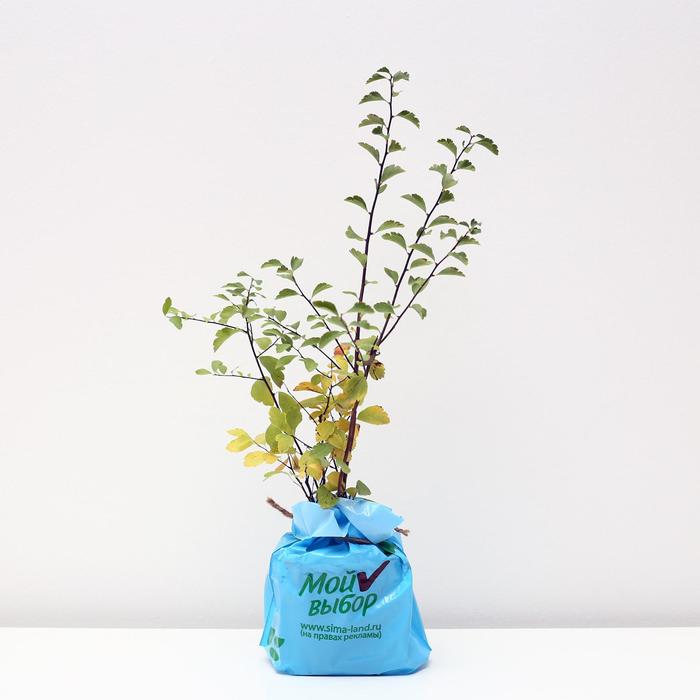 Саженец Спирея Вангутта Ван Хотей 1 шт. Весна 2026