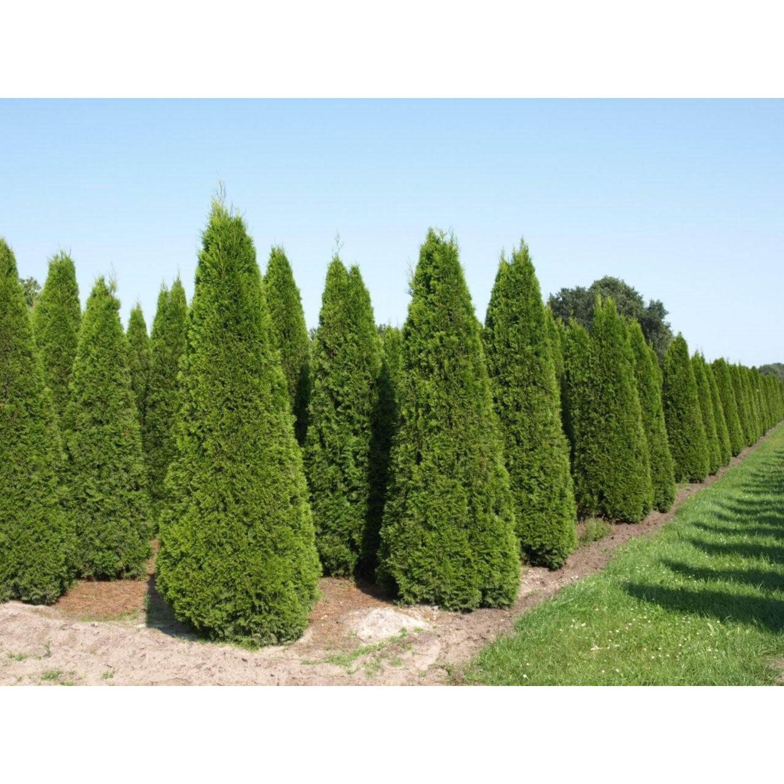 Брабант западная фото Брабант западная фото