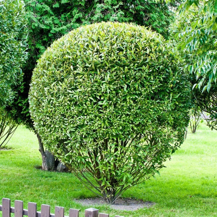 Ива Плакучая Невероятные Ивы!. Лиственные растения с открытой корневой системой