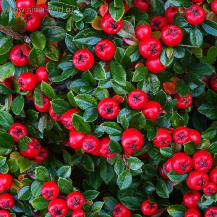 Кизильник стокгольм - найдено 90 фото