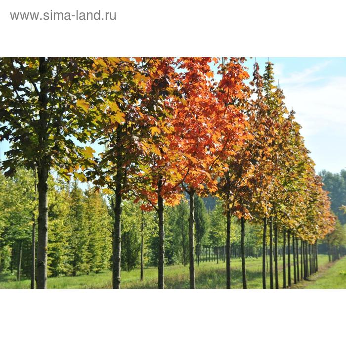 Клен ул 9 января 128 фото Клен ул 9 января 128 фото