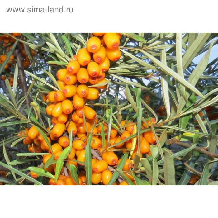 Добрый день, уважаемые друзья! Алые поля маков уже были, синие васильки тоже...