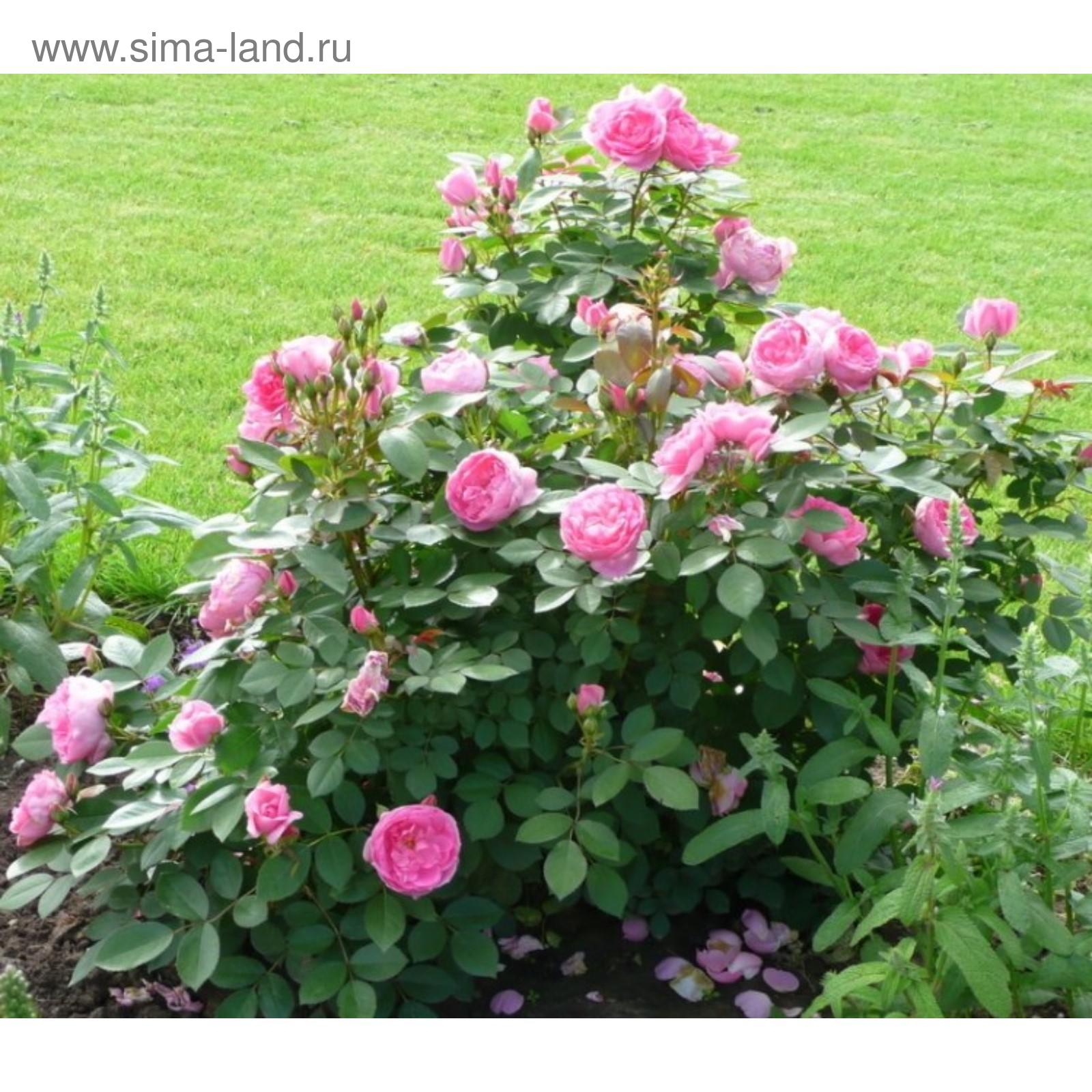 Канадские розы фото описание отзывы Канадские розы фото описание отзывы