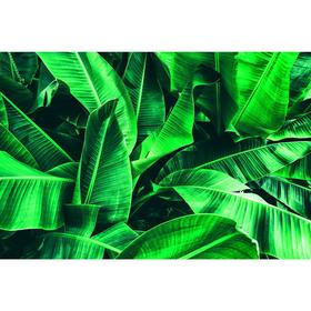 Фотобаннер, 300 × 200 см, с фотопечатью, люверсы шаг 1 м, «Большие листья»