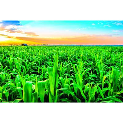 Фотобаннер, 250 × 200 см, с фотопечатью, люверсы шаг 1 м, «Кукуруза»