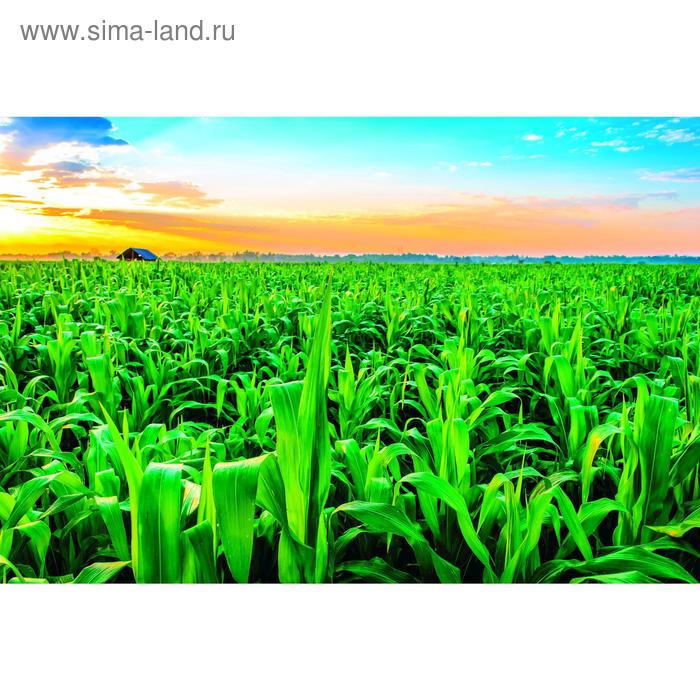 Фотобаннер, 250 × 200 см, с фотопечатью, люверсы шаг 1 м, «Кукуруза» - Фото 1