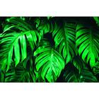 Фотобаннер, 250×200 см, с фотопечатью, люверсы шаг 1 м, «Монстера», Greengo - Фото 1