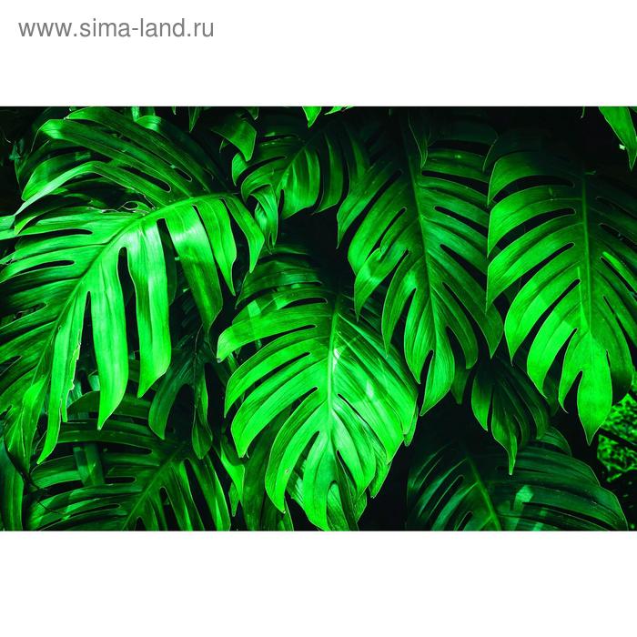 Фотобаннер, 250×200 см, с фотопечатью, люверсы шаг 1 м, «Монстера», Greengo - Фото 1