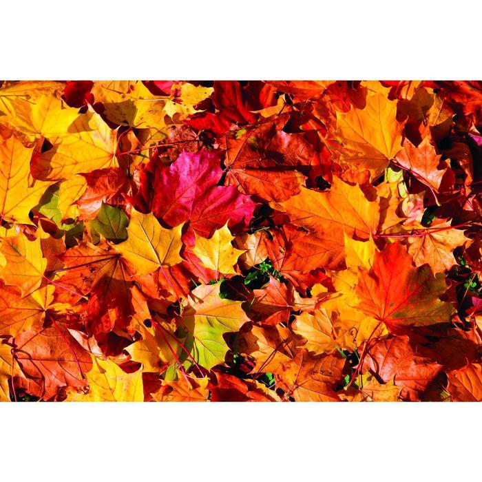 Фотобаннер, 250 × 200 см, с фотопечатью, люверсы шаг 1 м, «Осенние листья 1» - Фото 1