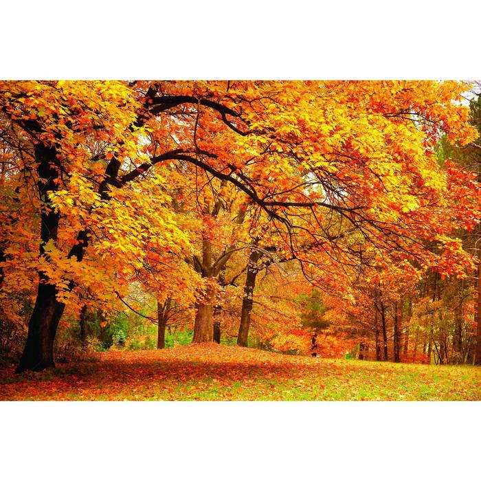 Фотобаннер, 250 × 200 см, с фотопечатью, люверсы шаг 1 м, «Осенний клён» - фото 1908581989