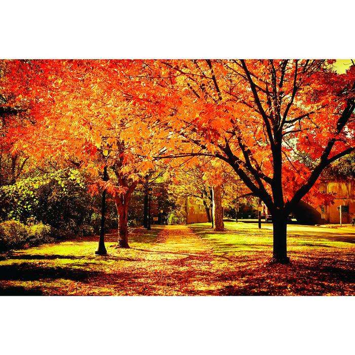 Фотобаннер, 250 × 200 см, с фотопечатью, люверсы шаг 1 м, «Осенняя аллея» - фото 1908581991