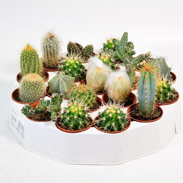 Кактусы Купить Интернет Магазин Недорого