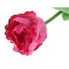 цветы искусственные тюльпан махровый 56 см малиновый - Фото 2