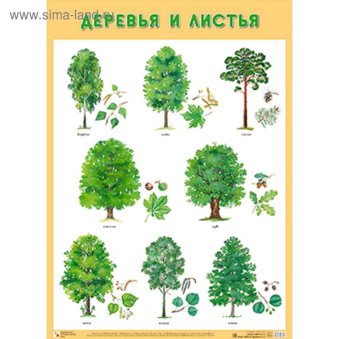 Плакат. Деревья и листья - Фото 1