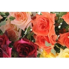 букет розы 30 см цвет микс - Фото 3
