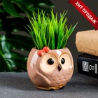 Декоративный горшок для цветов «Совёнок Бом», 180 мл, 7×6×6.5 см, керамический  (артикул 5081639)  большой выбор товаров оптом и в розницу по низким ценам с доставкой