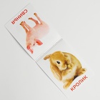 Развивающая игра на липучках «Изучаем мир домашних животных», методика Домана, с обучающими карточками по методике Глена Домана - Фото 6