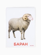 Развивающая игра на липучках «‎Изучаем мир домашних животных», методика Домана, с обучающими карточками по методике Глена Домана 4978162