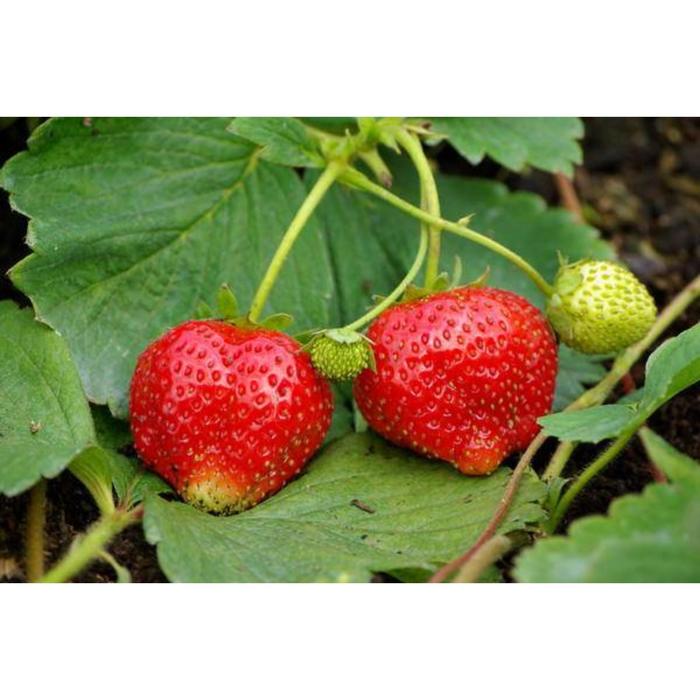 Клубника симфония описание сорта фото отзывы садоводов Клубника симфония описание сорта фото отзывы садоводов