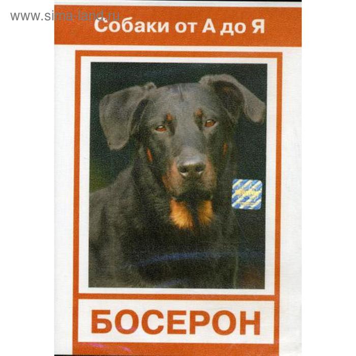 DVD Босерон. (Собаки от А до Я). режиссер: Тарчисио Бассо - Фото 1