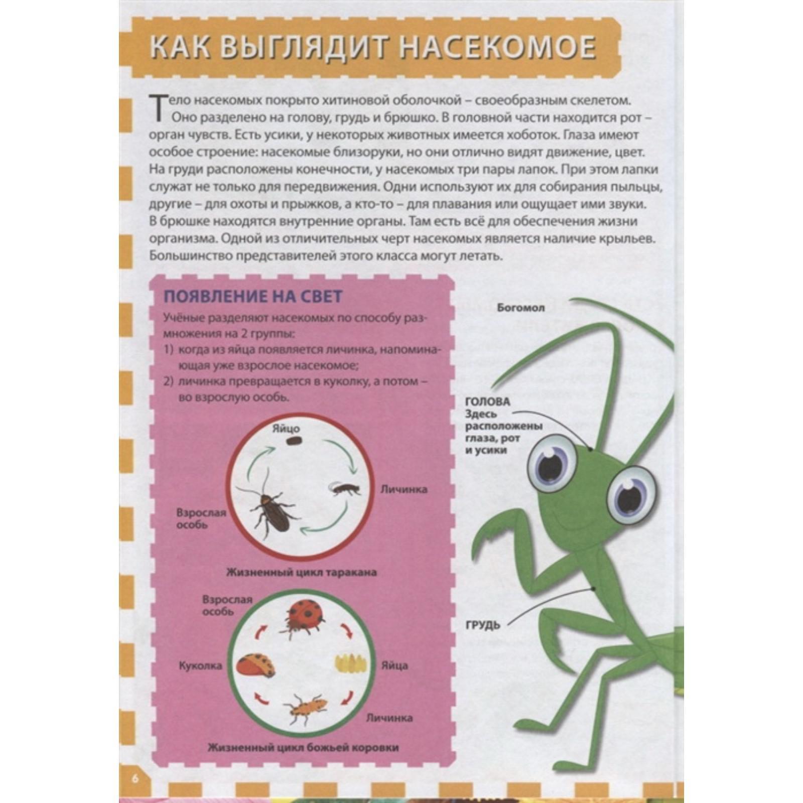 Насекомые. Первая энциклопедия для детей (5325773) - Купить по цене от  313.00 руб. | Интернет магазин SIMA-LAND.RU