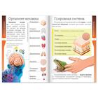 Книжка-шпаргалка «Окружающий мир. Организм человека», 12 стр. - Фото 2