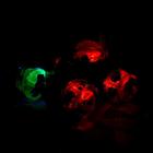 УЦЕНКА Перевёртыш радиоуправляемый «Трюкач», подсветка колёс, работает от аккумулятора, цвета МИКС 5390146