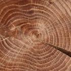 Спил-доска торцевой "Дубовый", 20-25 х 3 см - фото 25429854