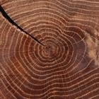 Спил-доска торцевой "Дубовый", 25-30 х 3 см - фото 25266314