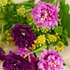 Букет «Бархатцы», 30 см, МИКС 5202904