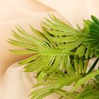 Букет "Саговник" 40 см, микс - фото 24378338