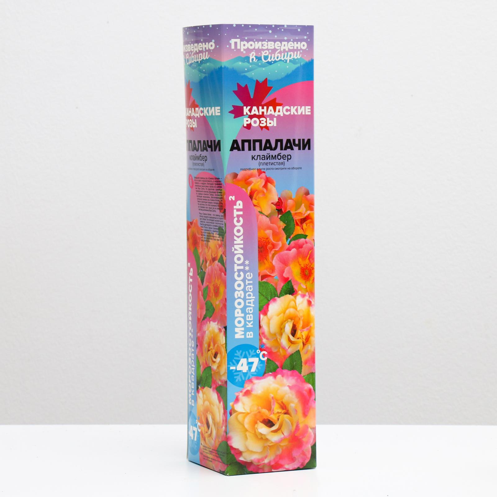 Монша қызметшісімен порно Ақ тізе киген сексуалды брюнетка