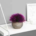 Искусственный цветок в горшке «Криптомерия», 11×12 см, МИКС - Фото 1