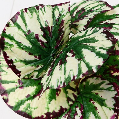 Искусственный цветок в горшке «Дифенбахия», 9.5×20 см