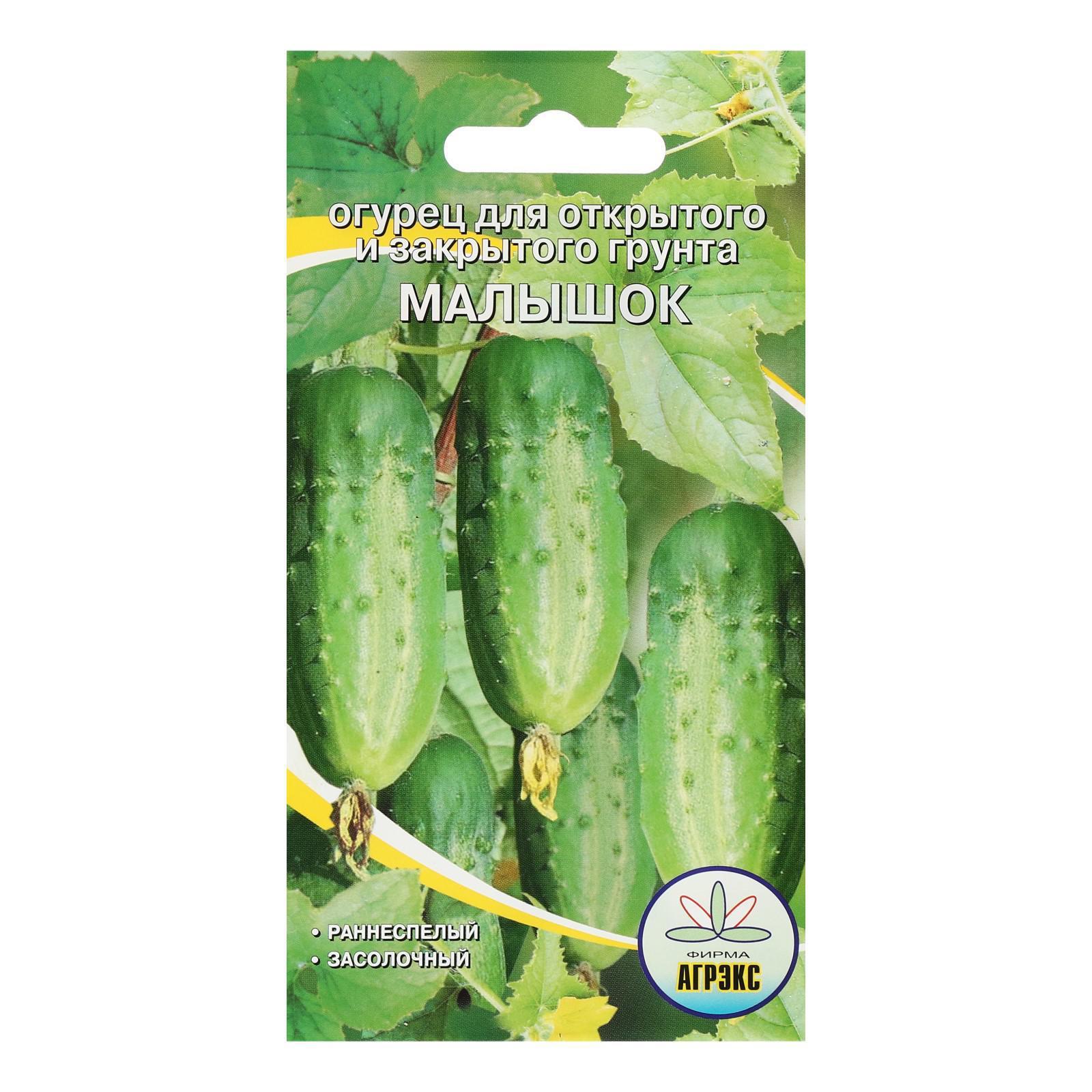 Огурец малышок фото Огурец малышок фото