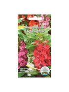 Семена цветов однолетние Бальзамин «Том Самб» 0.1 г - Фото 5