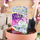 Семена цветов Аубреция "Смесь", 0,1 г - Фото 1