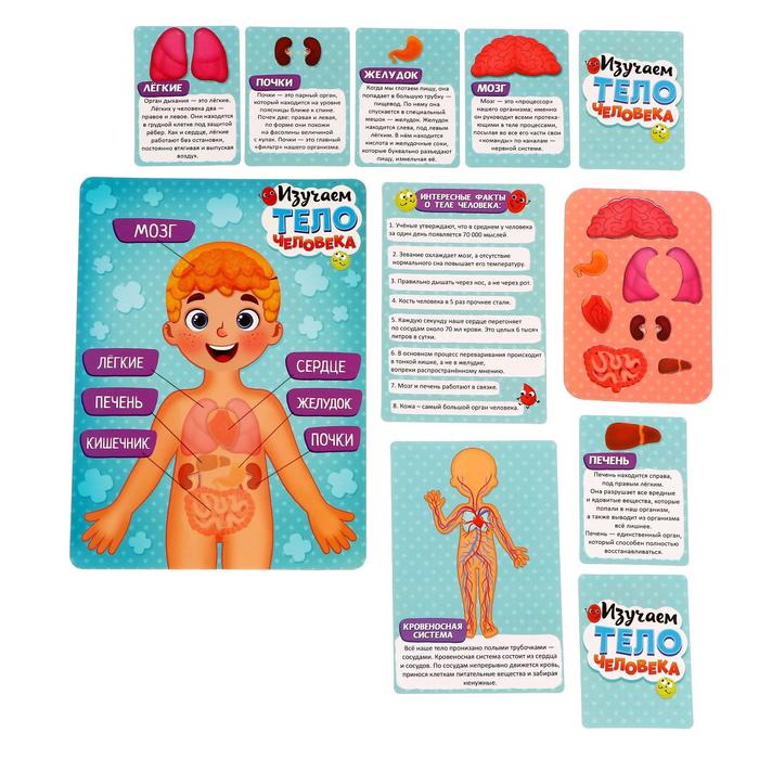 габор анатомия человека для детей.