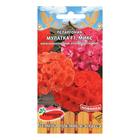 Семена цветов Пеларгония «Мулатка», микс, крупноцветковая, F1, 5 шт., Premium seeds - Фото 1