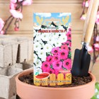 Семена цветов Сурфиния (петуния ампельная) "Жених и невеста", F1, 5 шт - Фото 1