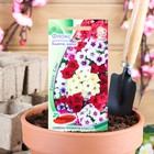 Семена цветов Флокс друммонди "Бьюти микс",   0,1 г - Фото 1