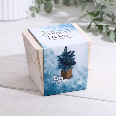 Набор для выращивания P&P «Ель голубая», в кубе из дерева