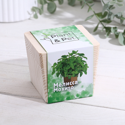Набор для выращивания P&P «Мелисса мохито», в кубе из дерева