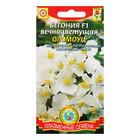 Семена Бегония вечноцветущая "Оломоуц", F1, 3 г - Фото 1