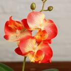 Композиция в горшочке "Орхидея" 7х23 см, микс - фото 24333267