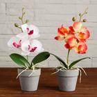 Композиция в горшочке "Орхидея" 7х23 см, микс - фото 24333268