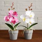 Композиция в горшочке "Орхидея" 7х23 см, микс - фото 24333269