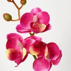 Композиция в горшочке "Орхидея" 5,5х23 см, микс - фото 24496168