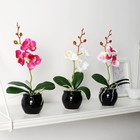 Композиция в горшочке "Орхидея" 5,5х23 см, микс - фото 24496169
